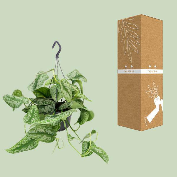 Gefleckte Efeutute – Scindapsus Pictus Trebie – Zimmerpflanze – Ø15 cm Topf – ca. 25 cm hoch – Herzförmige Blätter mit Silberflecken – Pflegeleicht & Dekorativ 