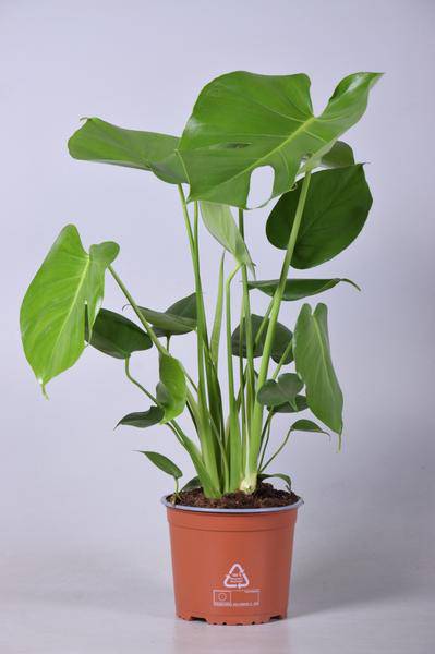 Monstera Deliciosa – Köstliches Fensterblatt – Ø17cm – 60cm hoch – Zimmerpflanze mit typischen Blattfenstern – Urban Jungle Klassiker – Pflegeleicht & dekorativ 