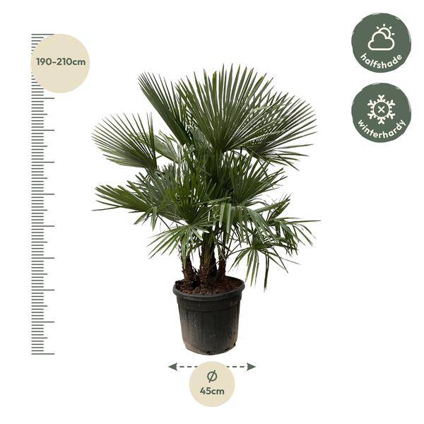 Hanfpalme – Trachycarpus mehrstämmig 230cm – Ø50cm – XXL-Palme mit fächerförmigen Blättern – Exotische Kübelpflanze für Garten, Terrasse, Wintergarten & Wohnzimmer – Pflegeleicht 