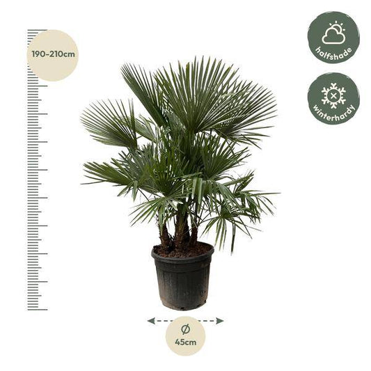 Hanfpalme – Trachycarpus mehrstämmig 230cm – Ø50cm – XXL-Palme mit fächerförmigen Blättern – Exotische Kübelpflanze für Garten, Terrasse, Wintergarten & Wohnzimmer – Pflegeleicht 