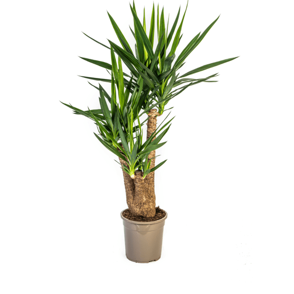 Riesen-Palmlilie - Yucca Elephantipes - Zimmerpflanze - Ø24cm - ↕90-100cm – Pflegeleicht & robust – Luftreinigend 