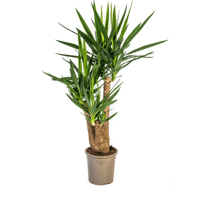 Riesen-Palmlilie - Yucca Elephantipes - Zimmerpflanze - Ø24cm - ↕90-100cm – Pflegeleicht & robust – Luftreinigend 