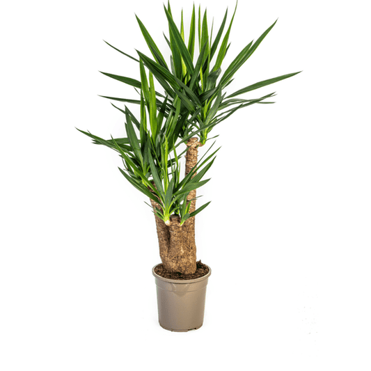 Riesen-Palmlilie - Yucca Elephantipes - Zimmerpflanze - Ø24cm - ↕90-100cm – Pflegeleicht & robust – Luftreinigend 