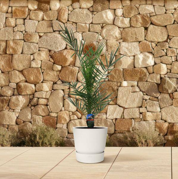 Phoenix Canariensis – Kanarische Dattelpalme – Exotische Zimmer- und Kübelpflanze – Palme für Garten, Terrasse & Wohnung – Ø15cm – ↕80cm 