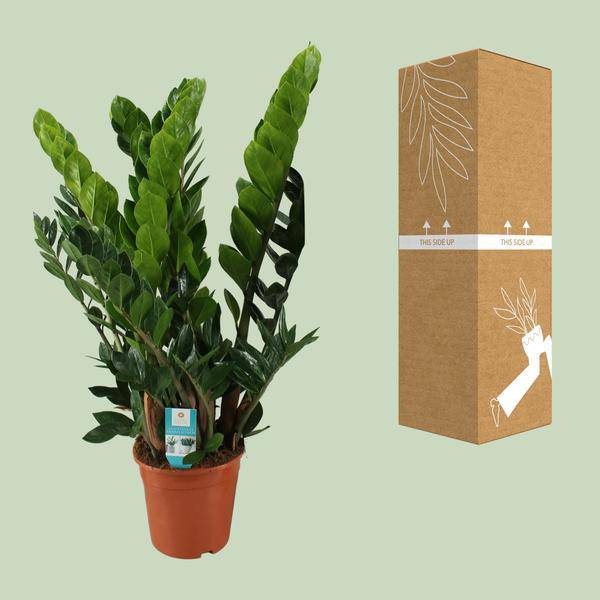 Glücksfeder – Zamioculcas Zamiifolia – Zimmerpflanze – Ø 21 cm Topf – Höhe ca. 80 cm – Pflegeleichte, robuste Grünpflanze 