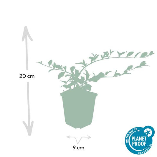 Teppichmispel Cotoneaster dammeri 'Major' – 6 Pflanzen – ↕25cm – Ø9cm – Bodendecker – Blühend & pflegeleicht – Sonne & Schatten 