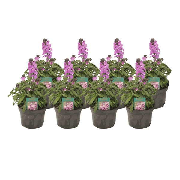 Violetter Schöterich - Erysimum Linifolium 'Bowles Mauve' - Ø13cm - ↕30cm - 8 Stück 