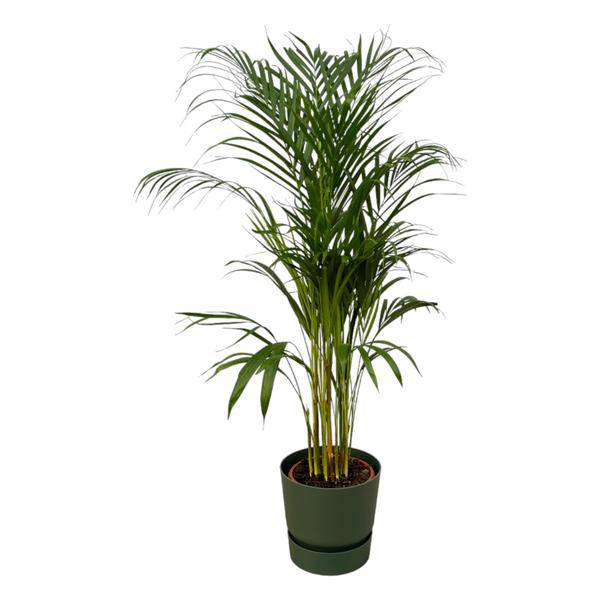 Areca Palme – Betelpalme – Zimmerpflanze ca. 110cm – ø21cm – inkl. Pflanzgefäß Greenville Grün D24xH23 – Tropische Zimmerpalme für Wohnzimmer, Büro & Wintergarten 