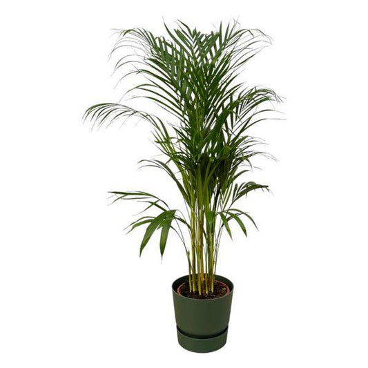 Areca Palme – Betelpalme – Zimmerpflanze ca. 110cm – ø21cm – inkl. Pflanzgefäß Greenville Grün D24xH23 – Tropische Zimmerpalme für Wohnzimmer, Büro & Wintergarten 