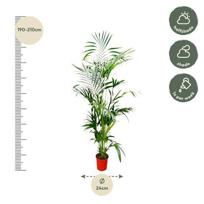 Kentia-Palme – Howea forsteriana – Zimmerpflanze – 200cm – Ø24cm – Elegante Grünpflanze für Wohnzimmer, Büro & Wintergarten – Tropische Kübelpflanze 