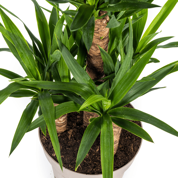 Yucca Elephantipes – Riesen-Palmlilie – Zimmerpflanze – Ø30 cm Topf – Höhe ca. 100 cm – Pflegeleicht & dekorativ 