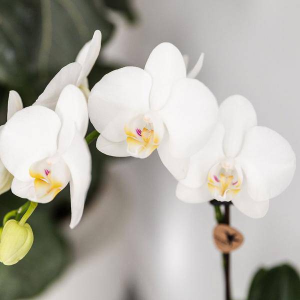 Phalaenopsis Orchidee Amabilis Weiß Ø9cm & Sukkulente Crassula Hobbit Ø6cm - Zimmerpflanze - Pflanzset + türkisfarbener Keramik-Ziertöpfe 