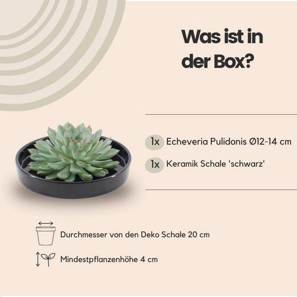 Sukkulente - Echeveria Pulidonis in Schale 'Schwarz' - Zimmerpflanze - Ø20cm - ↕5cm 