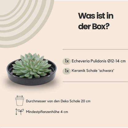 Sukkulente - Echeveria Pulidonis in Schale 'Schwarz' - Zimmerpflanze - Ø20cm - ↕5cm 