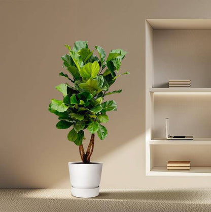 Geigen-Feige – Ficus Lyrata – Zimmerpflanze 200cm – Ø32cm – XXL-Pflanze mit großen geigenförmigen Blättern – Exotische Kübelpflanze für Wohnzimmer & Büro – Pflegeleicht 