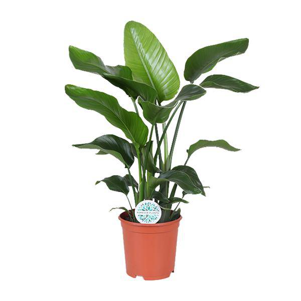 Baum-Strelitzie - Strelitzia Nicolai - Zimmerpflanze - Ø21cm - ↕80cm 