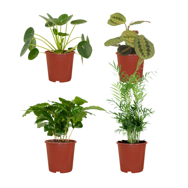 Tierfreundliche Pflanzenset - Ø12cm - ↕20-40cm - 4 Pflanzen 