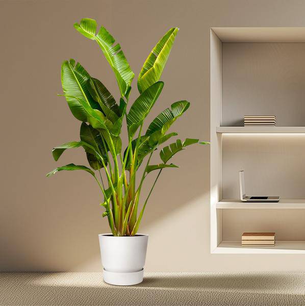 Baum-Strelitzie – Strelitzia Augusta mehrstämmig XXL – 250cm – Ø50cm – Weißer Paradiesvogel – Exotische XXL Zimmerpflanze für Wohnzimmer, Büro & Wintergarten 