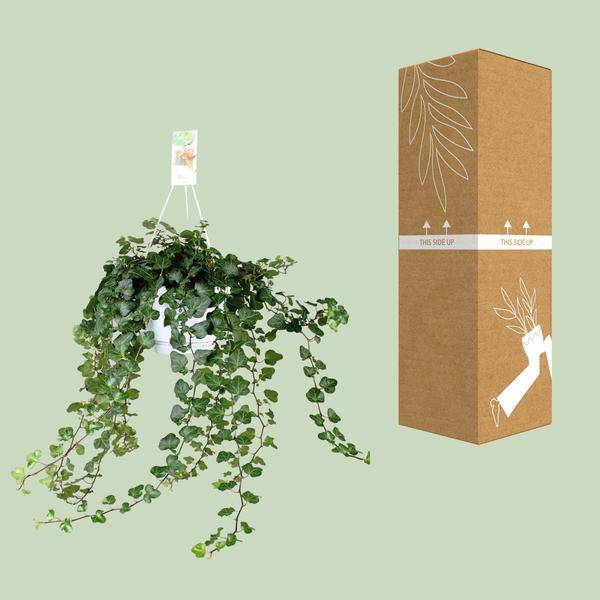 Efeu – Hedera Helix Wonder Green – Zimmerpflanze – Ø24 cm – 70 cm Höhe – Luftreinigend & Pflegeleicht – Kletterpflanze für Wohnräume 