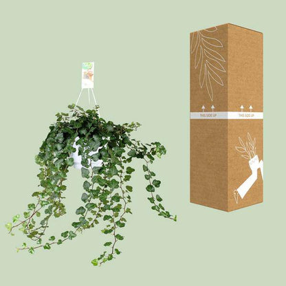 Efeu – Hedera Helix Wonder Green – Zimmerpflanze – Ø24 cm – 70 cm Höhe – Luftreinigend & Pflegeleicht – Kletterpflanze für Wohnräume 