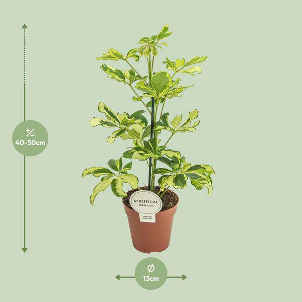 Strahlenaralie - Schefflera Charlotte - Zimmerpflanze - Ø13cm - ↕45cm 