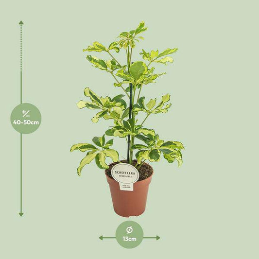 Strahlenaralie - Schefflera Charlotte - Zimmerpflanze - Ø13cm - ↕45cm 