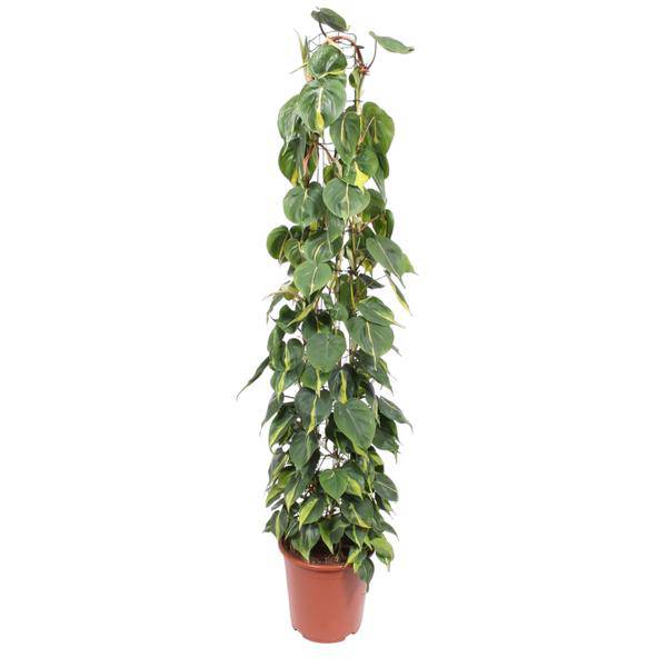 Baumfreund - Philodendron Scandens Brasil - Zimmerpflanze - 160cm - ø27cm 