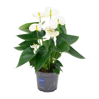 Flamingoblume – Anthurium Weiß – Zimmerpflanze Ø12cm – Höhe ca. 43cm – Elegante tropische Blühpflanze mit herzförmigen Blättern – Luftreinigende Zimmerdekoration für Wohnzimmer & Büro 