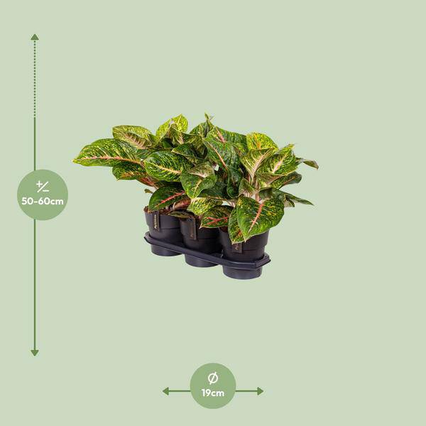 Kolbenfaden - Aglaonema Frühling Rot - Zimmerpflanze - Ø19cm - ↕60cm 