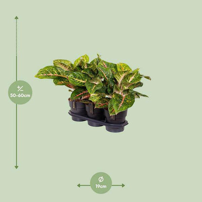 Kolbenfaden - Aglaonema Frühling Rot - Zimmerpflanze - Ø19cm - ↕60cm 