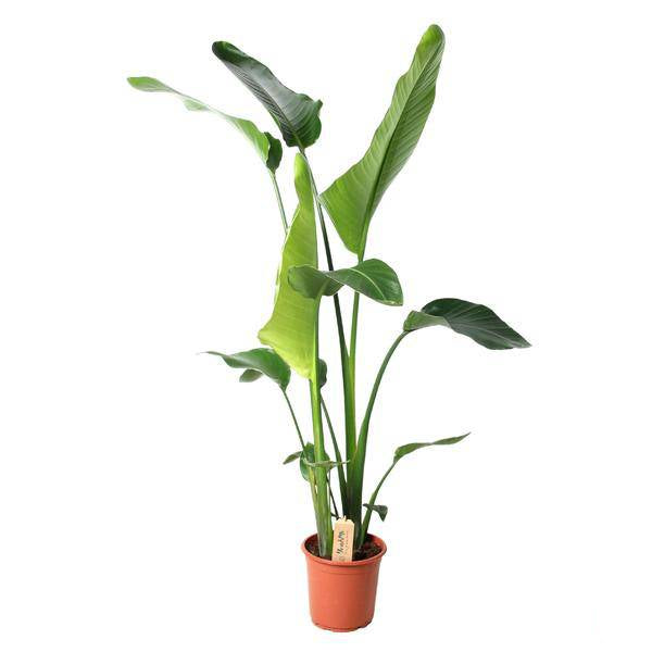 Baum-Strelitzie – Strelitzia Nicolai – Ø21cm – ↕100cm hoch – Exotische Zimmerpflanze – Tropisches Flair für Zuhause 