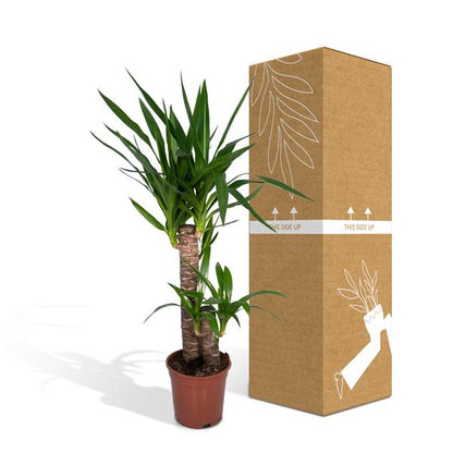 Palmlilie (Yucca Elephantipes) – Zimmerpflanze – Ø17cm Topf – ↕85cm – Sonnenliebende Yucca – Pflegeleicht & Trockenheitsresistent – Tropisches Flair für Innenräume 