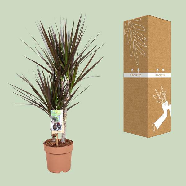 Drachenbaum - Dracaena Magenta - Zimmerpflanze - Ø17cm - ↕80cm 