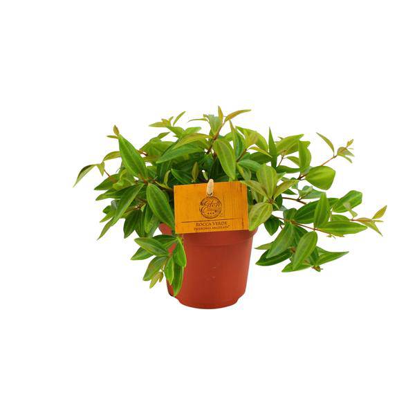 Peperomia 'Angulata Rocca Vivace' – Zwergpfeffer Zimmerpflanze – Ø11cm – ca. 15cm hoch – Pflegeleichte Blattschmuckpflanze für schattige Innenräume – Kompakt & dekorativ 