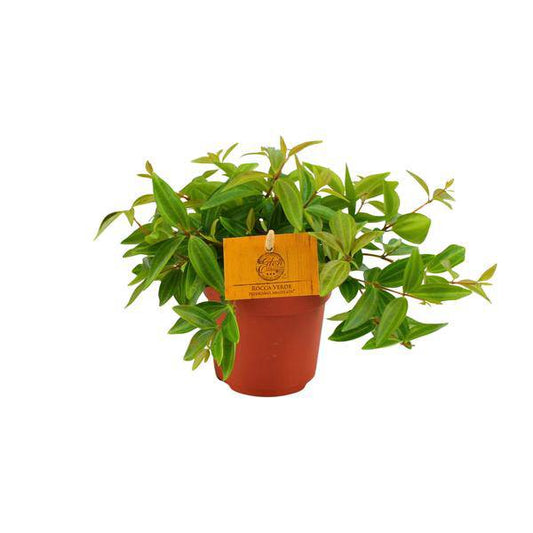 Peperomia 'Angulata Rocca Vivace' – Zwergpfeffer Zimmerpflanze – Ø11cm – ca. 15cm hoch – Pflegeleichte Blattschmuckpflanze für schattige Innenräume – Kompakt & dekorativ 