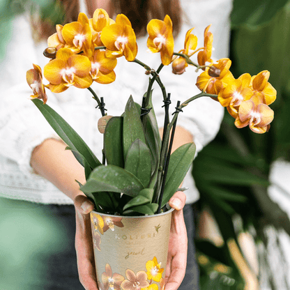 Orange Phalaenopsis-Orchidee Las Vegas im goldenen Groove-Ziertopf - Ø12cm 