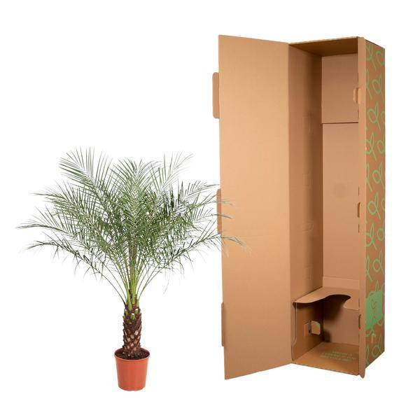Zwerg-Dattelpalme – Phoenix Roebelenii – Zimmerpflanze – 170 cm hoch – Ø30 cm – Exotische Palme für Wohnzimmer & Büro – Pflegeleicht & dekorativ 
