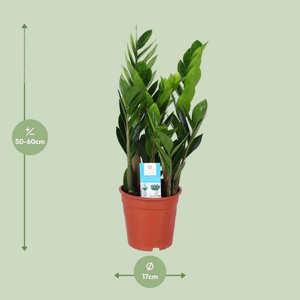 Glücksfeder - Zamioculcas Zamiifolia - Zimmerpflanze - Ø17cm - ↕60cm 