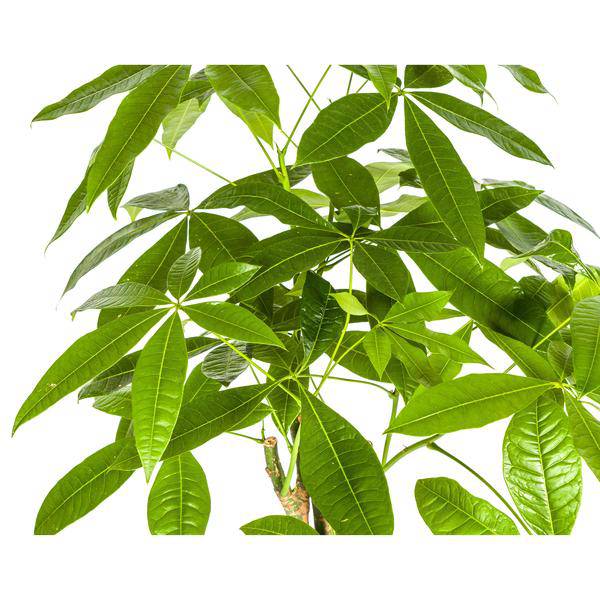 Pachira Aquatica – Glückskastanie – Geldbaum – Zimmerpflanze Ø21cm ↕90-110cm – Geflochtener Stamm – Pflegeleicht 