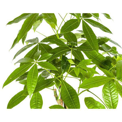 Pachira Aquatica – Glückskastanie – Geldbaum – Zimmerpflanze Ø21cm ↕90-110cm – Geflochtener Stamm – Pflegeleicht 