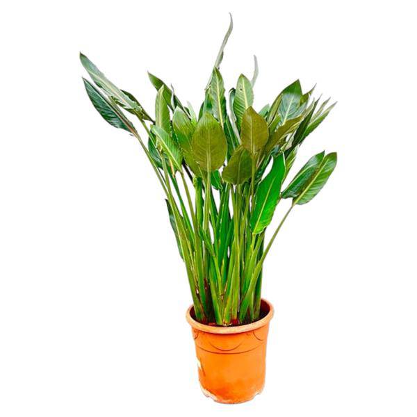 Strelitzia Reginae – Paradiesvogelblume – Zimmerpflanze 160cm – Ø30cm – Exotische Pflanze mit orangefarbenen Blüten – Tropische Kübelpflanze für Innen & Außen – Pflegeleicht 