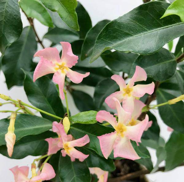 Sternjasmin Trachelospermum 'Star of Ibiza' – Rosa – Immergrüne Kletterpflanze – ca. 65cm Höhe – Duftender mediterraner Jasmin für Terrasse & Balkon 