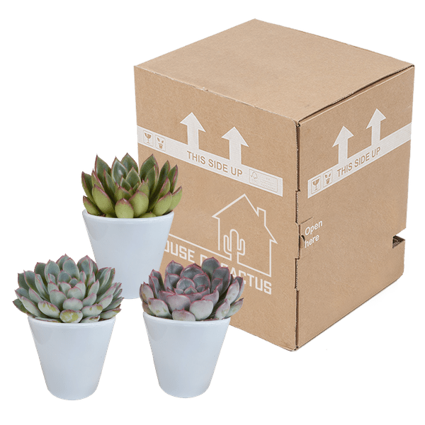 Steinrose - Echeveria-Mischung - 8,5 cm - 3 Stück - Zimmerpflanze - Sukkulente - im weißen Topf 