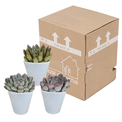 Steinrose - Echeveria-Mischung - 8,5 cm - 3 Stück - Zimmerpflanze - Sukkulente - im weißen Topf 