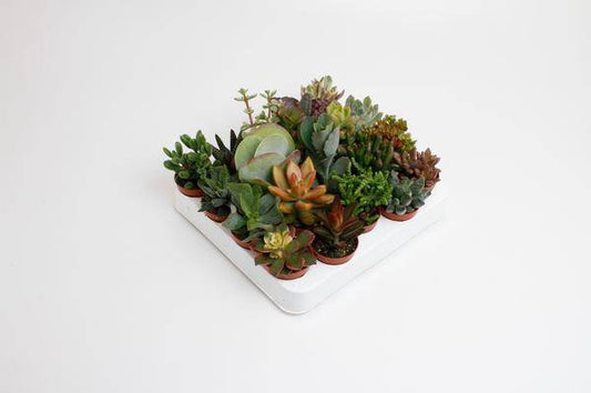 Sukkulenten Mix – Zimmerpflanzen – 20 Pflanzen – Ø5,5cm – ca. 10cm hoch – pflegeleichte Mini Pflanzen für Deko, Terrarium, Steingarten oder Geschenkideen 