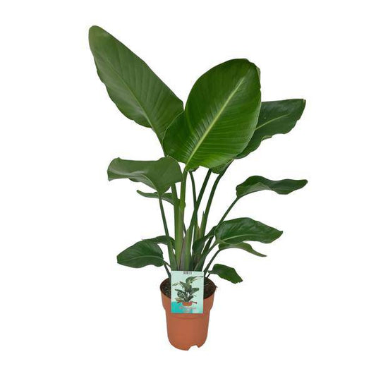 Strelitzia Nicolai – Paradiesvogelpflanze – Ø19cm x H90cm – Tropische Zimmerpflanze mit großen, grünen Blättern – Pflegeleicht – Für helle, halbschattige Standorte 