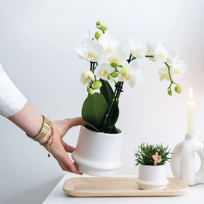 Weiße Phalaenopsis Orchideen – Amabilis – 2 Pflanzen – Blühende Zimmerpflanze Ø9cm – Multiflora-Orchidee mit 2–3 Zweigen 