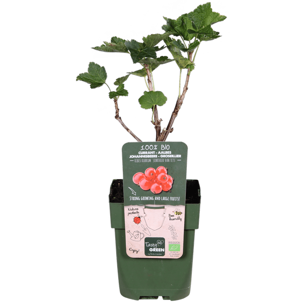 Rote Johannisbeere - Ribes rubrum 'Jonkheer van Tets' - Ø13cm - ↕45cm 