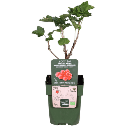 Rote Johannisbeere - Ribes rubrum 'Jonkheer van Tets' - Ø13cm - ↕45cm 