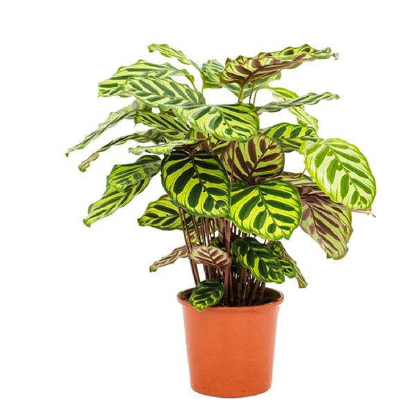 Pfauen-Korbmarante Calathea Makoyana – Zimmerpflanze – Ø17cm – ↕55cm – Exotische Blattpflanze mit dekorativem Muster – Luftreinigend & pflegeleicht – Für Wohn- und Arbeitsräume 